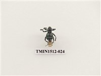 藏品(斷紋球背象鼻蟲)的圖片